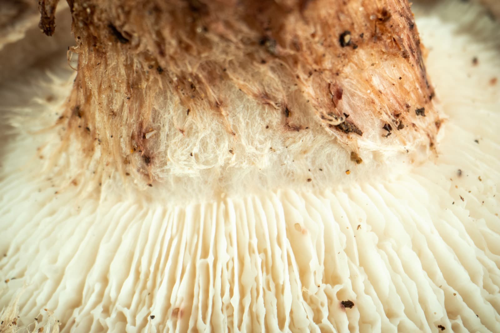 Tremella fuciformis: el hialurónico vegetal que hidrata distinto